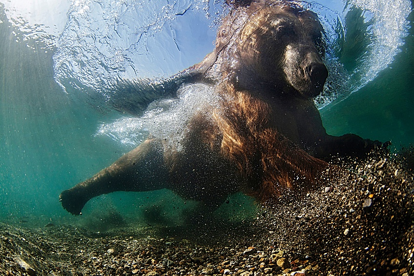 Редкий кадр купания медведя в водах Курильского озера (Камчатка)