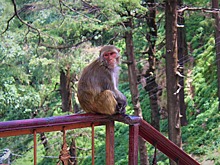 Макаки вырабатывают защитные антитела к SARS-CoV-2