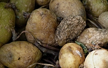 На основе селена создали препараты для борьбы с гниением картофеля