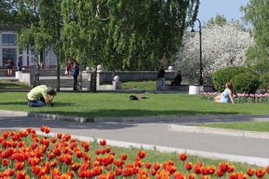 В Барнауле на городские клумбы высадят 55 тысяч тюльпанов и нарциссов