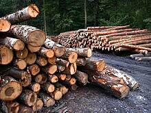 В Саратовской области правоохранители задержали лесника-взяточника