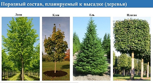 130 саженцев грецкого ореха в честь 80-летия Победы высадили миллеровцы на аллее, где планируется создать «Парк авиаторов»