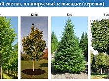 130 саженцев грецкого ореха в честь 80-летия Победы высадили миллеровцы на аллее, где планируется создать «Парк авиаторов»