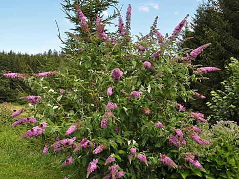 Уникальные растения, посвященные великому исследователю Арману Давиду. А у вас уже растут такие?