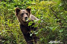 В Красноярском крае медвежонок вышел на дорогу, выпрашивая сладости
