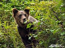 В Красноярском крае медвежонок вышел на дорогу, выпрашивая сладости