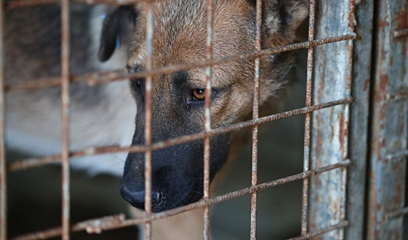 Бастрыкин поручил проверить ситуацию с отловом бродячих собак в Волгограде