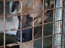 Бастрыкин поручил проверить ситуацию с отловом бродячих собак в Волгограде