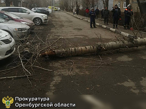 В Оренбурге оштрафовали УК из-за падения дерева, которое серьезно травмировало оренбурженку