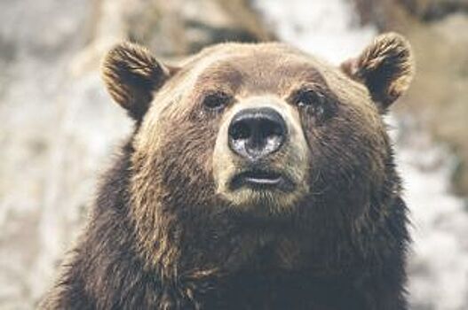 Следы медведей нашли неподалеку от Барнаула