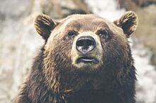 Экологи рассказали, что делать южноуральцам при встрече с медведем в городе