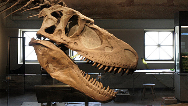 В Чехии найдена кость неизвестного науке динозавра