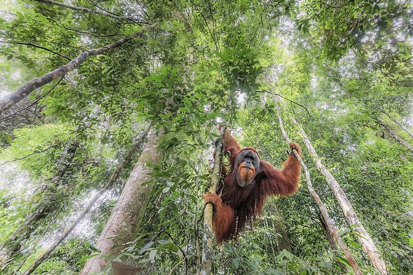 "Орангутанг в лесу". Национальный парк Gunung Leuser, Индонезия.