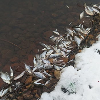 На берег тюменского озера выбросило мертвую рыбу