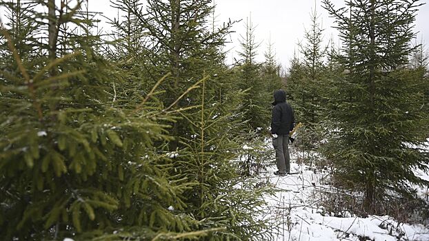 Эколог рассказал о влиянии живой ели на иммунитет