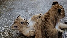 В Екатеринбургском зоопарке родились пятеро львят