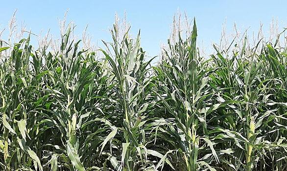 Мексика откладывает запрет на импорт ГМО-кукурузы до 2025 года
