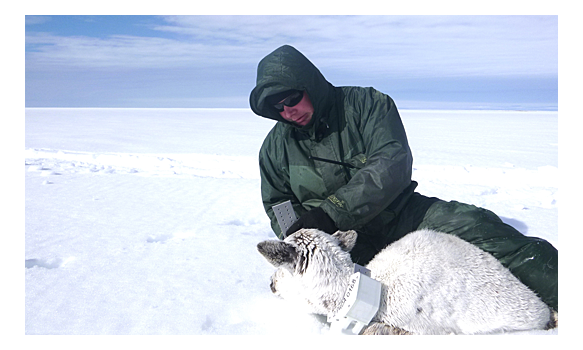 Северные олени самоизолировались на Ямале