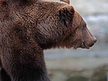 В Японии против медведей хотят отправить целую армию