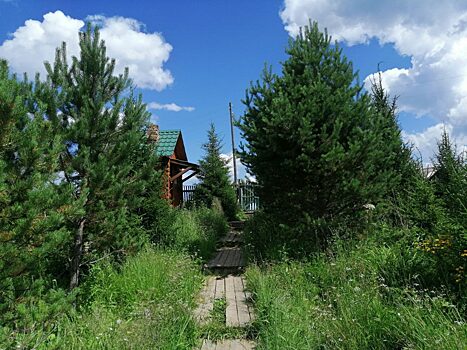 Более 70 тысяч деревьев и кустарников высадят в Красноярском крае осенью 2022 года