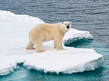 Белые медведи Шпицбергена увеличиваются в размерах, сопротивляясь потеплению