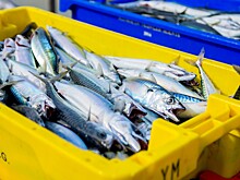 Вылов некоторых видов рыб увеличился в два раза по сравнению с 2022 годом