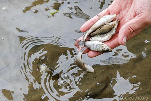 В течение двух ближайших лет в Липецкой области намечено активное зарыбление водоемов