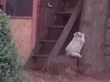 Манул Тимофей не смог забраться на дерево из-за удачной зажировки к зиме