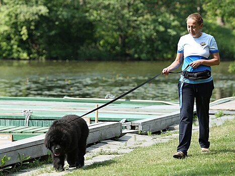 "Известия": аферисты зарабатывают на желающих приобрести лекарства для животных