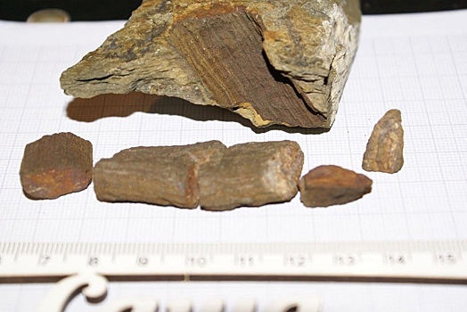 В Сибири нашли ископаемые останки древнее динозавров