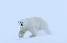 WWF России запустит новый проект по сохранению белого медведя в Арктике в 2022 году