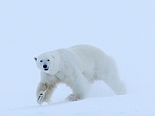 WWF России запустит новый проект по сохранению белого медведя в Арктике в 2022 году