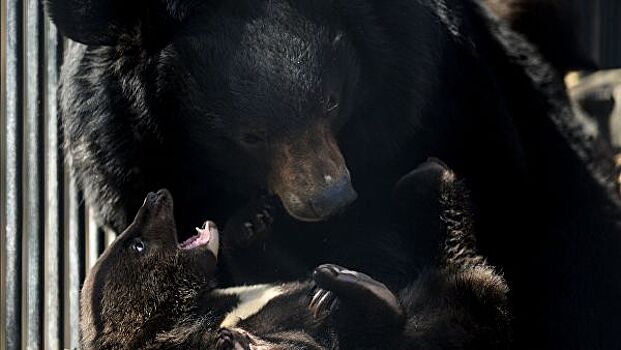 В зоопарке Барнаула родились двое гималайских медвежат