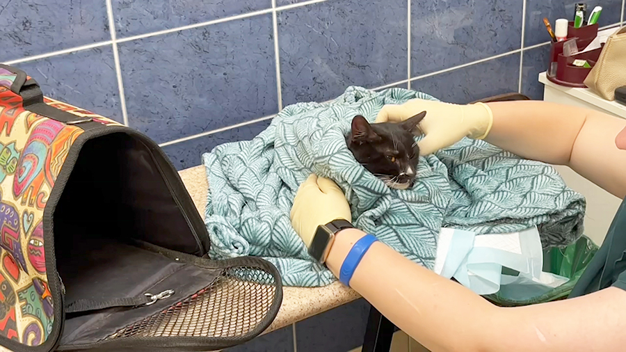 Спасенного с набережной Фонтанки кота назвали Орфеем