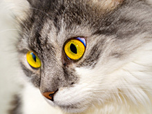 В Жигулевске на два месяца введен карантин по бешенству