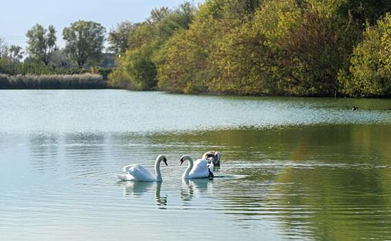 Семья лебедей поселилась в Хомутовском районе Курской области
