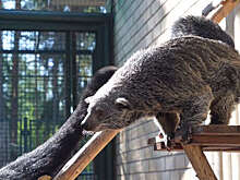 Пара редких бинтуронгов поселилась в вотчине Деда Мороза в Великом Устюге