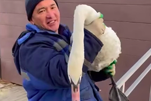 В московском парке заметили мигрантов с лебедями на руках