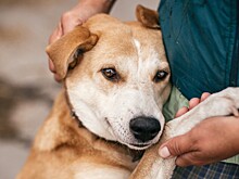 Как снизить тревогу у питомца при прогулке в дождь