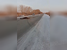Легковушка врезалась в табун лошадей в Челябинской области