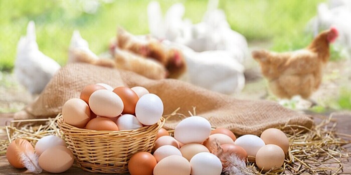 Казахстан увеличит экспорт куриных яиц в Россию