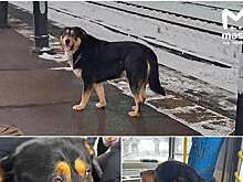 Mash: пес из Ленобласти убежал из дома и путешествовал на метро и автобусе