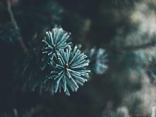 На Аллее выпускников в Молжаниновском появилась новая ель