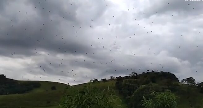 Армия летающих пауков выходит на охоту