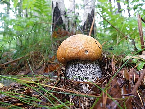 Финны хотят объявить сбор грибов своим культурным наследием