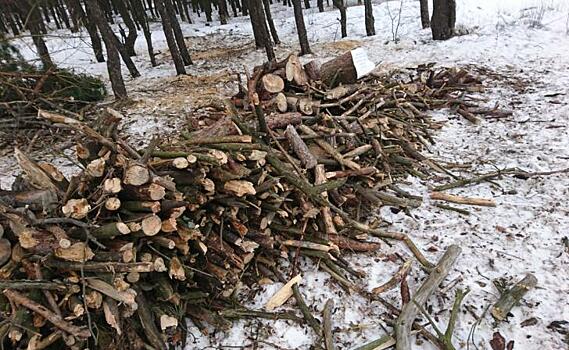 В Курске в парке «Боева дача» вырубили 20 аварийных деревьев