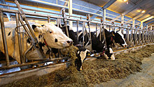 До конца года в Подмосковье появятся три молочные фермы