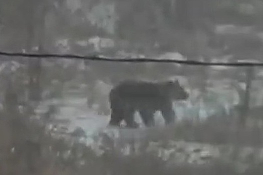 Напавшего на россиянку медведя сняли на видео