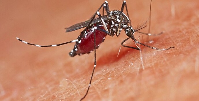 Найдено эффективное средство против малярийных комаров