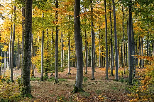 В лесах Подмосковья повреждены почти треть всех деревьев
